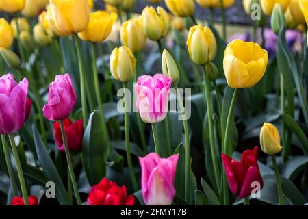 WA20196-00...... WASHINGTON - Tulips dans un jardin de démonstration de Roozengaarde, vallée de Skagit. Banque D'Images
