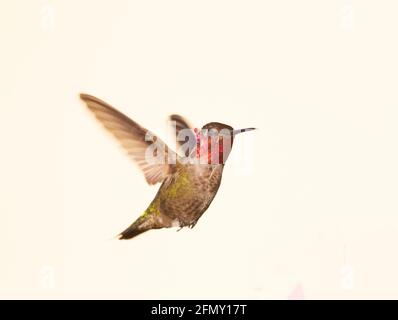 Hummingbird d'Allen en vol stationnaire Banque D'Images