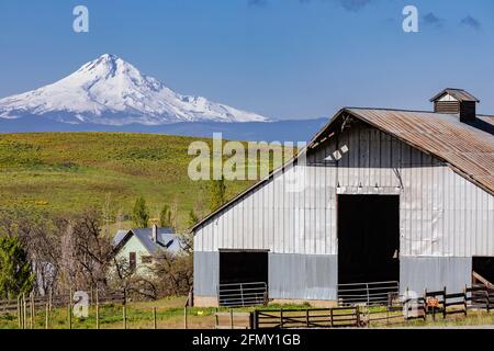 WA20205-00....WASHINGTON - Barn avec Mount Hood au loin au parc national de Columbia Hills Dales Mountain Rranch. Banque D'Images