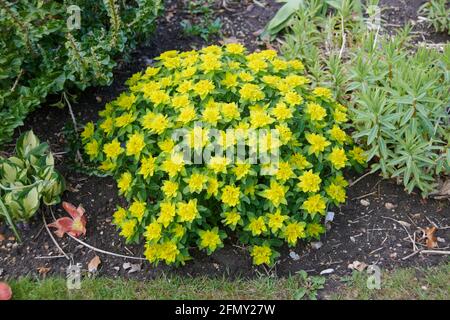 Coussin Spurin Euphorbia epithymoides fleurit à la frontière d'un jardin de campagne anglais pendant l'été.ROYAUME-UNI, GB. Banque D'Images