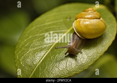 Escargot à lèvres blanches, Cepaea hortensis, avec coquille jaune et aucune bande rampant sur une grande feuille verte dans le jardin à l'aube Banque D'Images