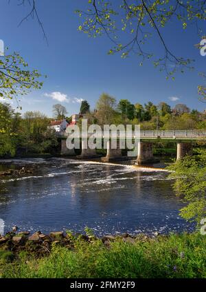 Vue en début de matinée sur la rivière Tyne à Wylam, à Northumberland, Angleterre, Royaume-Uni Banque D'Images