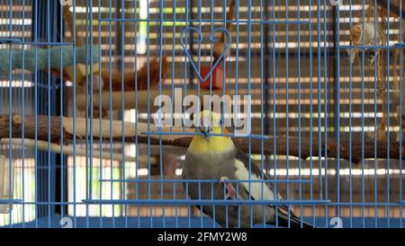 Un cafard gris qui soulève la porte de sa cage. Banque D'Images