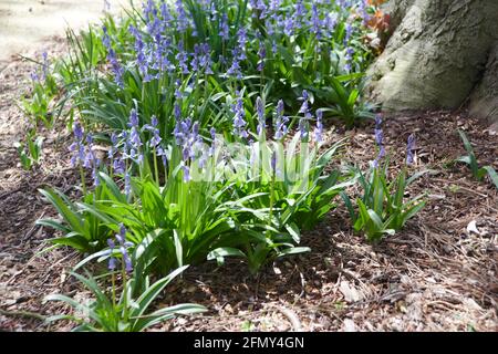 Bluebells (jacinthoides non-scripta) au soleil de printemps, Royaume-Uni Woodland, Angleterre, Royaume-Uni, GB. Banque D'Images
