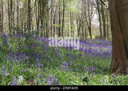 Bluebell Valley - West Woods, Wiltshire. ROYAUME-UNI Banque D'Images