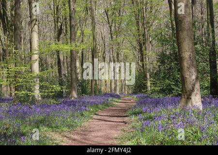 Bluebell Path to Explore - West Woods, Wiltshire. ROYAUME-UNI Banque D'Images
