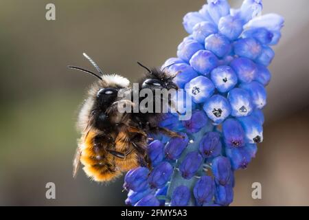 Gehörnte Mauerbiene, Paarung, Kopulation, Kopula, Männchen und Weibchen, Osmia cornuta, abeille européenne de verger, abeille de verger, abeille de charme, mâle et fém Banque D'Images