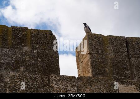 Un corbeau gris sur les pierres de l'ancien mur entourant la vieille ville de Jérusalem, Israël Banque D'Images