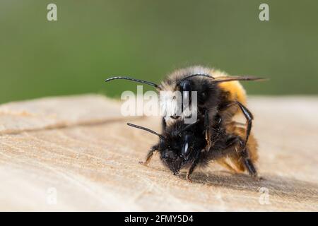 Gehörnte Mauerbiene, Paarung, Kopulation, Kopula, Männchen und Weibchen, Osmia cornuta, abeille européenne de verger, abeille de verger, abeille de charme, mâle et fém Banque D'Images