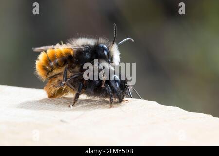 Gehörnte Mauerbiene, Paarung, Kopulation, Kopula, Männchen und Weibchen, Osmia cornuta, abeille européenne de verger, abeille de verger, abeille de charme, mâle et fém Banque D'Images