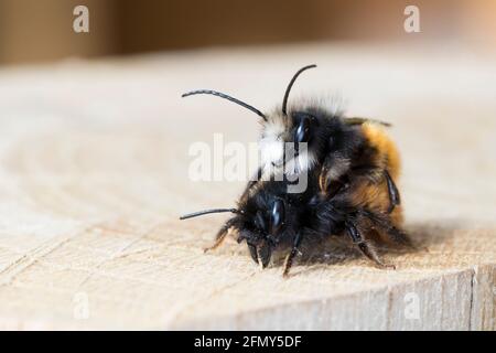 Gehörnte Mauerbiene, Paarung, Kopulation, Kopula, Männchen und Weibchen, Osmia cornuta, abeille européenne de verger, abeille de verger, abeille de charme, mâle et fém Banque D'Images