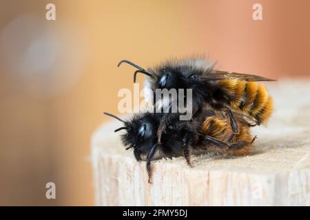 Gehörnte Mauerbiene, Paarung, Kopulation, Kopula, Männchen und Weibchen, Osmia cornuta, abeille européenne de verger, abeille de verger, abeille de charme, mâle et fém Banque D'Images