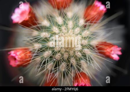 Mini-cactus Echinocactus grusonii avec de petites fleurs rouges vues d'en haut sur fond noir Banque D'Images