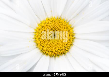 Gros plan d'une fleur de Marguerite blanche à oeillet blanc avec des pétales blancs et un centre jaune. Image d'arrière-plan Banque D'Images