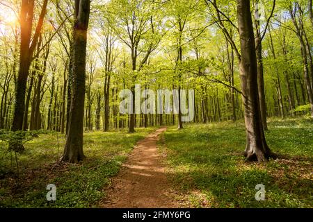 soleil brillant à travers des feuilles vertes vibrantes dans une forêt de hêtres avec un chemin sinueux. Banque D'Images