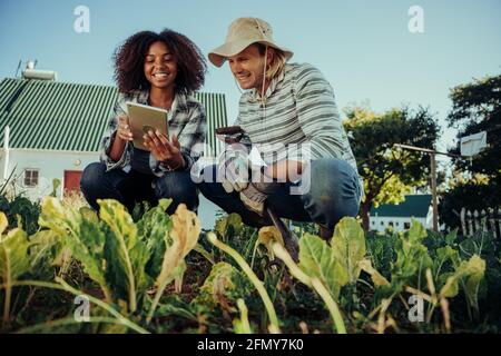 les agriculteurs travaillant dans le potager patch pour les informations de recherche de projet de géographie sur les feuilles de la tablette numérique Banque D'Images