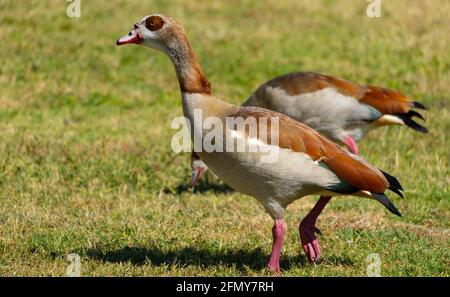 Deux oies égyptiennes (Alopochen aegyptiaca) se promènent dans le parc de la réserve naturelle du bassin de Sepulveda à Woodley, en Californie, aux États-Unis Banque D'Images