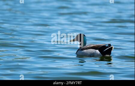 Un pallard mâle (anas platyrhynchos) glisse à la surface du ruisseau Haskell, dans la réserve naturelle du bassin de Sepulveda, à Woodley, en Californie, aux États-Unis Banque D'Images