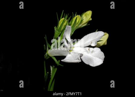 Lobelia flowering close-up Banque D'Images