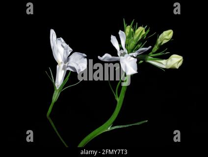 Lobelia flowering close-up Banque D'Images