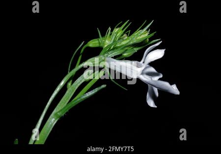 Lobelia flowering close-up Banque D'Images