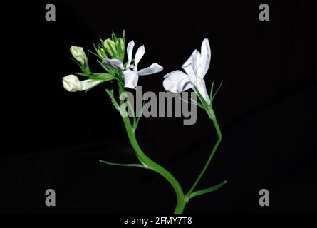 Lobelia flowering close-up Banque D'Images