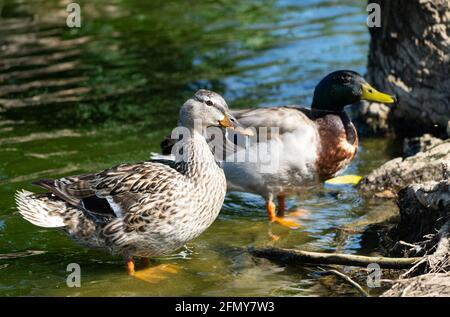 Deux canards colverts (anas platyrhynchos) près de la rive du ruisseau Haskell, dans la réserve naturelle du bassin de Sepulveda, Woodley, Californie Banque D'Images