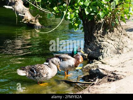 Deux canards colverts (anas platyrhynchos) près de la rive du ruisseau Haskell, dans la réserve naturelle du bassin de Sepulveda, Woodley, Californie Banque D'Images