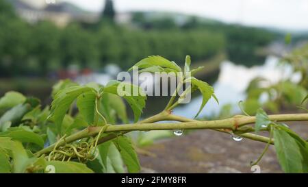 Gros plan des détails de texture sur une branche avec du vert feuilles Banque D'Images