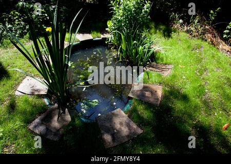 un petit étang de jardin nouvellement installé avec plantation fraîche Banque D'Images