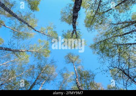 Couronnes de birches en fleurs dans la forêt au printemps l'arrière du ciel bleu Banque D'Images