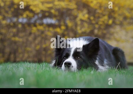 Jolie bordure Collie avec tête vers le bas dans l'herbe verte dans le jardin. Adorable chien noir et blanc se trouve sur la pelouse. Banque D'Images