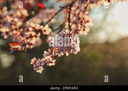 Magnifique Prunus cerasifera au coucher du soleil. Prune myrobalan rose pendant l'heure d'or du printemps. Banque D'Images