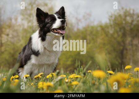 L'adorable Border Collie se trouve dans la Dandelion Flower et regarde à droite. Chien noir et blanc souriant dans Spring Meadow. Banque D'Images