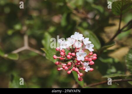 Viburnum Carlesii dans Bloom. Bourgeon et pétale de la fleur d'Arrowwood au printemps. Viburnum aux épices coréennes dans le jardin de printemps. Banque D'Images