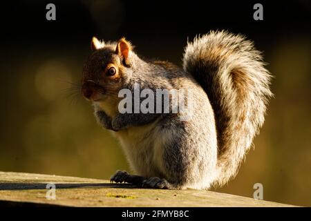 Mignon petit écureuil gris assis sur une table de pique-nique Banque D'Images