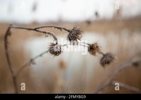 fleurs sèches de chardon à la campagne. tons beiges de fleurs sèches Banque D'Images