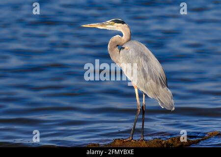 Un grand héron bleu (Ardea herodias) debout sur une rive du lac Banque D'Images