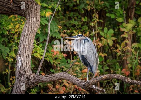 Un grand héron bleu (Ardea herodias) perché dans un arbre Banque D'Images