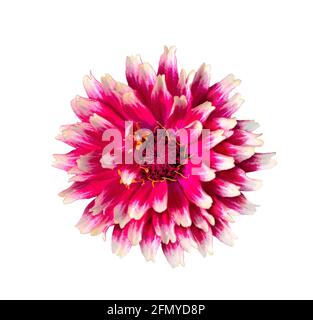 Belle fleur de Zinnia rose vif avec bords blancs de pétales, isolée sur fond blanc, macro. Grande fleur colorée et brillante Zinnia découpée Banque D'Images