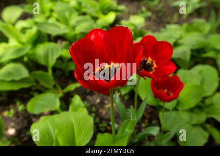 tulipes rouges vue rapprochée du dessus. noyau tulipe avec étamines Banque D'Images