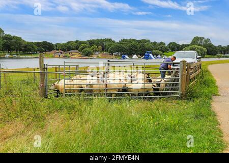 Un fermier, un vétérinaire ou un berger qui fait la chasse aux moutons dans un stylo afin de leur donner un traitement médical, Rutland Water, Rutland, Angleterre, Royaume-Uni Banque D'Images