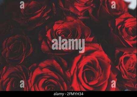 Fond rose rouge naturel. Rose rouge foncé frais gros plan sur fond de texture. Banque D'Images
