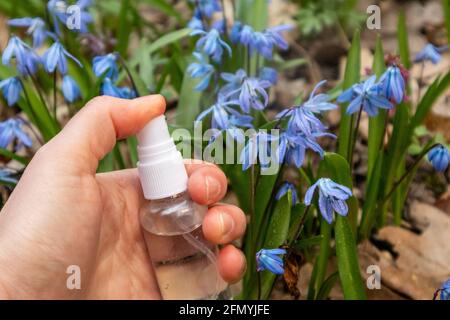Vaporisateur à la main flacon de pompe liquide transparent dans une pelouse fleur de printemps en fleur de bleu Scilla bifolia (calmar alpin, calmar à deux feuilles). Déclenchement transparent avec W Banque D'Images