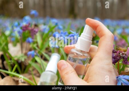 Vaporisateur à la main flacon de pompe liquide clair dans une pelouse fleur de printemps en fleur de bleu Scilla bifolia (callige). Deux déclencheurs transparents avec fermeture par gouttelettes d'eau Banque D'Images
