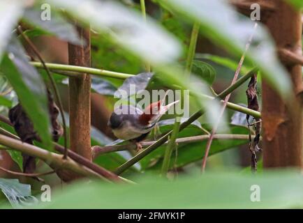 Talorire à queue rufeuse (Orthotomus sericeus hesperius) adulte perché au fond du Bush, égratignure de la tête Taman Negara NP, Malaisie Février Banque D'Images