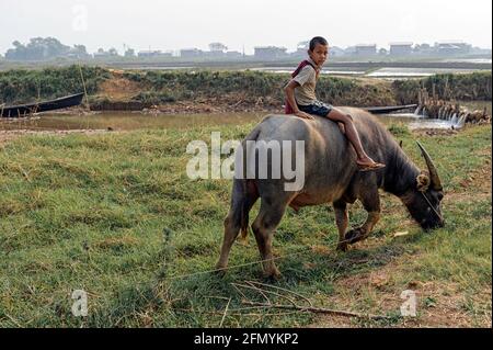 Un jeune garçon à cheval sur le dos d'un buffle d'eau ((Bubalus bubalis) près des rizières du lac Inle, Birmanie Banque D'Images