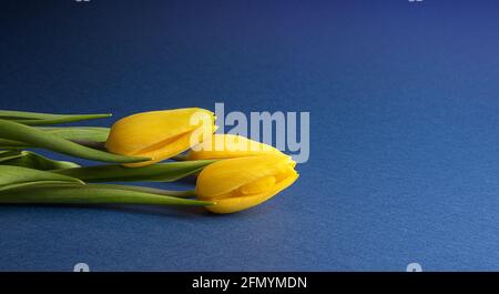 Bouquet de fleurs de tulipe naturelles rose vif avec feuilles vertes sur papier bleu foncé. Fond coloré saisonnier avec arrangement de fleurs de printemps et cop Banque D'Images
