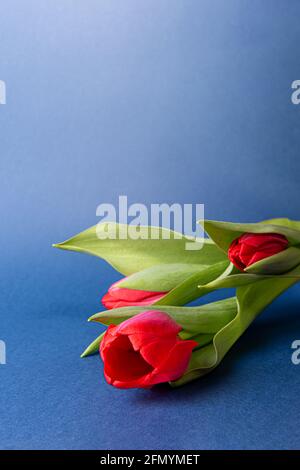 Trois tulipes rouges naturelles brillantes avec des feuilles sur papier bleu foncé. Arrière-plan coloré de saison avec petit bouquet de fleurs printanières et grand espace de copie. Ven Banque D'Images