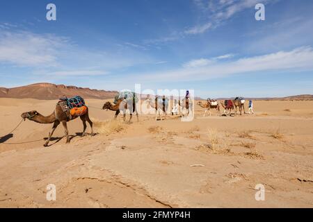 Province d'Errachidia, Maroc - 22 octobre 2015 : une caravane de chameaux traverse le désert du Sahara. Banque D'Images